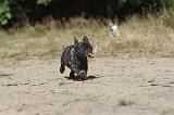 BOULEDOGUE FRANCAIS 174